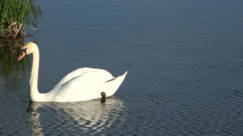 Cygnes dans la ville 11