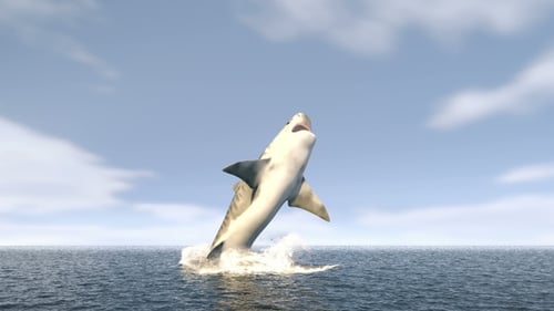 Un tiburón grande