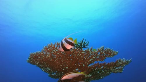 Tropical Colourful Fish
