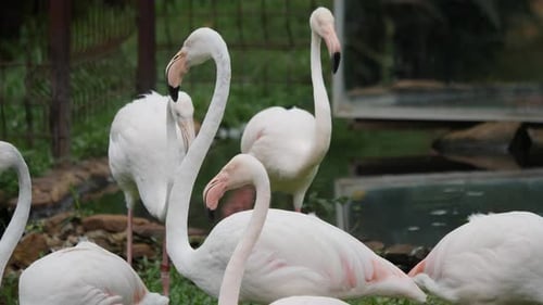 Flock of Pink and White Flamingoes Standing Together