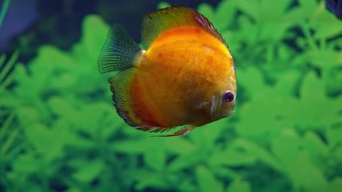 Aquarium Fish (2K)
