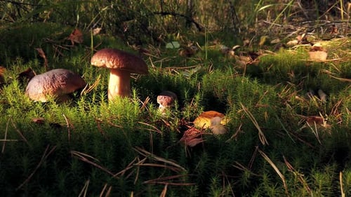 Mushrooms Growing on Moss in Forest Sunlight