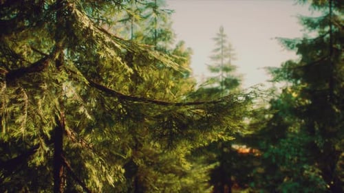 Green Cone Trees in Bright Sun Light