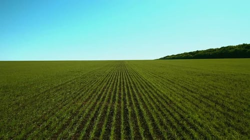 Green Field with Harvest, Aerial View. Green Wheat Field As Seen From a Copter. Samara, Russia.