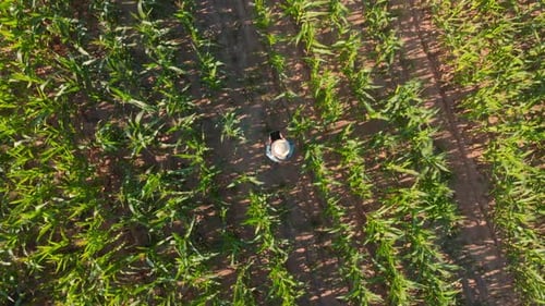 Farmer Walking Through Cornfield Holding Gadget Tablet Top View