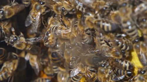 Bees Working on Honeycomb in Close-Up Shot