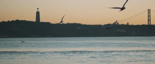 Seagulls flying over a european city harbor at sunset.