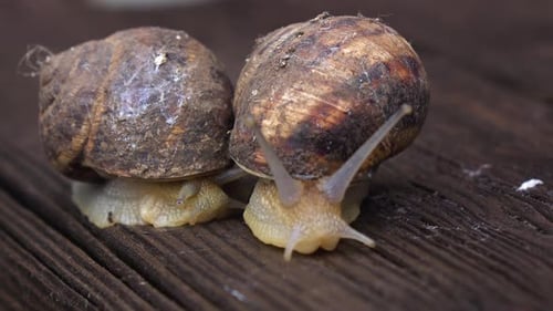Two Big Garden Snails Crawling