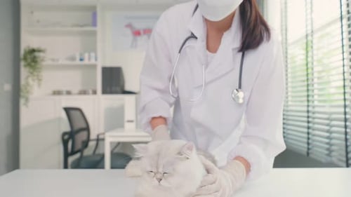Asian veterinarian examine cat during appointment in veterinary clinic.