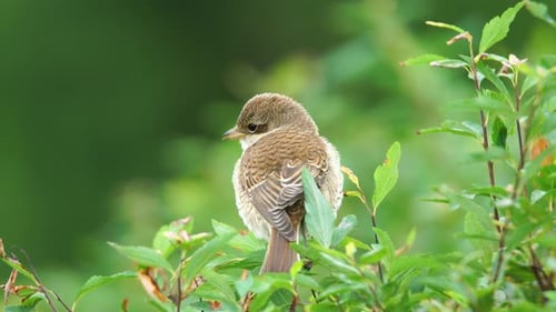Young Bird perched among Green Leaves