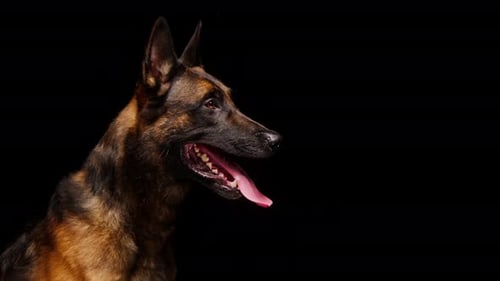 Barde Malinois brun à poil court attrapant un os sur fond noir