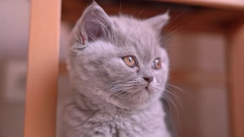 Charming Grey Kitten Indoor Close-up