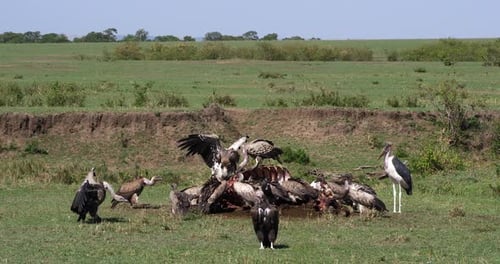 Afrikanischer Weißrückengeier, Gyps africanus, Ruppellgeier, Gyps-Rueppelli, Marabustorch