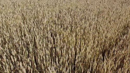 Wheat Field Top View