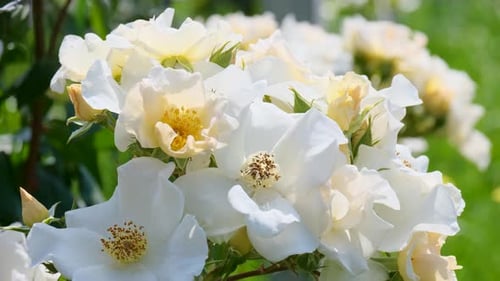 Schöne zarte malerische buschblühende Rosen an einem Sommertag im Park. Rosengarten.