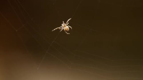 Spider Hanging in its Web