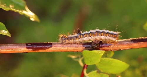 Hairy Caterpillar Crawling on Tree Branch