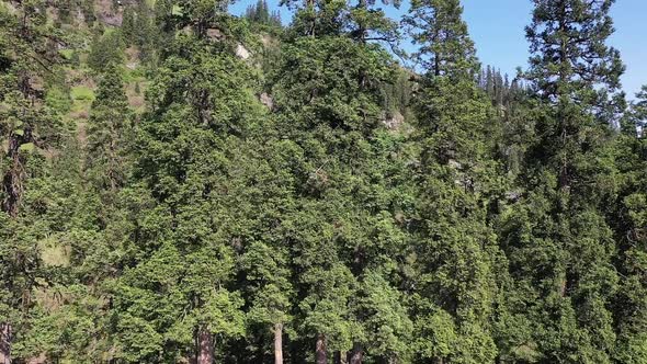 Dense Forest In Alpine Meadows At Sar Pass Trek In Himachal Pradesh ...