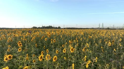 Beautiful Field of Blooming Sunflowers Against Blurry Sunset Golden Light