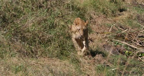 Afrikanischer Löwe, Panthera Leo, Gruppe in Savannah, Nairobi Park in Kenia, Echtzeit 4K