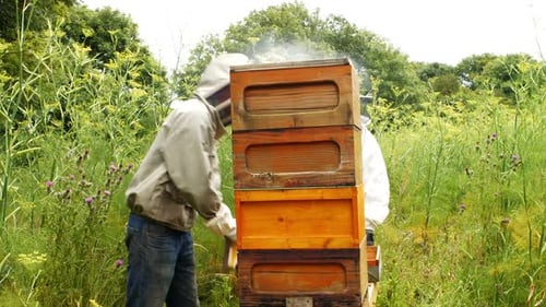Beekeeper using bee smoker
