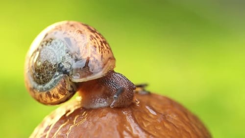 Close-up of a Snail Slowly Creeping in the Sunset Sunlight