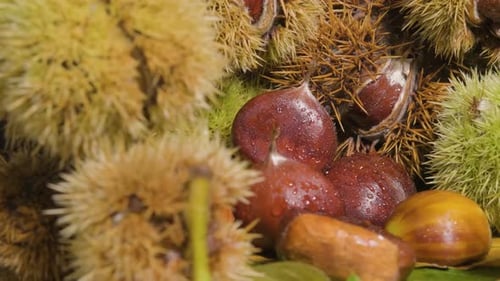 Fresh Chestnuts in Spiky Burrs Close Up