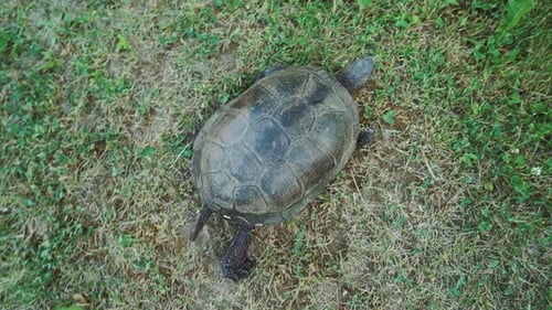 Schildkröte kriecht langsam die Straße entlang