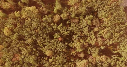 Birds Eye View of Lush Green Forest