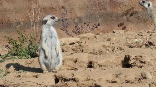 Suricata steht auf einer Wache. Neugieriges Erdmännchen (Suricata suricatta).