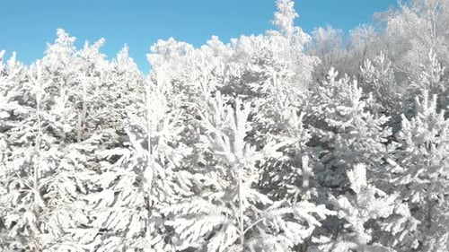 Frozen spruce