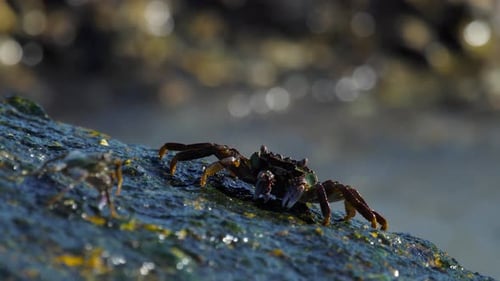 Krabben auf dem Felsen am Strand