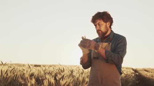 Bearded Farmer Inspecting Wheat Crop at Sunset