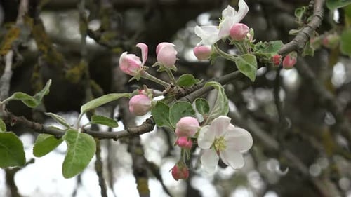 Apple Blossom 1
