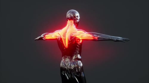 3D Human Anatomy Scan with Illuminated Muscles
