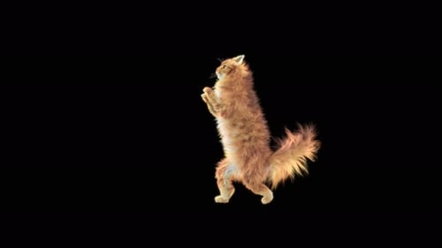 Katze Walking 4K