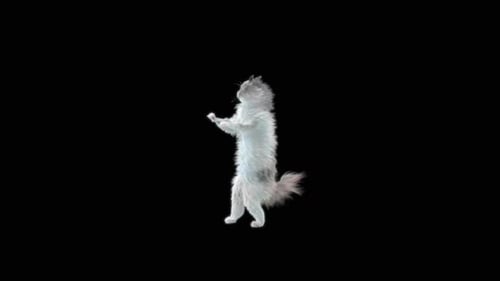 63 Katze: Tanzen HD