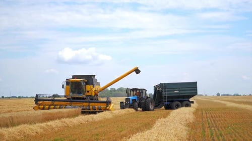 Grain harvester working in field gathering crop of wheat