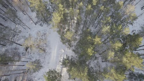 Over The Winter Forest At Sunset