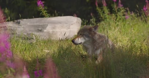 Large Adult Male Grey Wolf Rests in the Shadow at the Grass in Forest