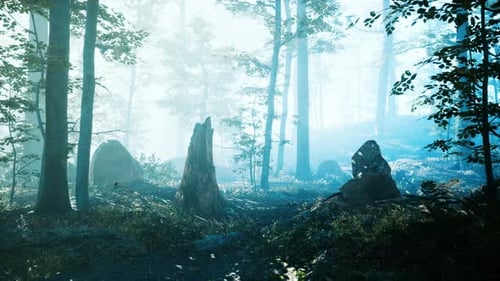 Morning Fog in Deep Forest