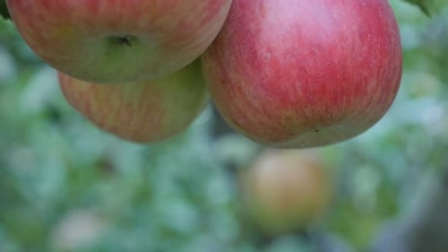 Organic food healthy apples hanging on the tree branch 4K 2160p 30fps UHD video - Slow tilting on ap