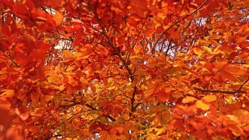 Tree with Long Thin Branches and Small Golden Dry Leaves