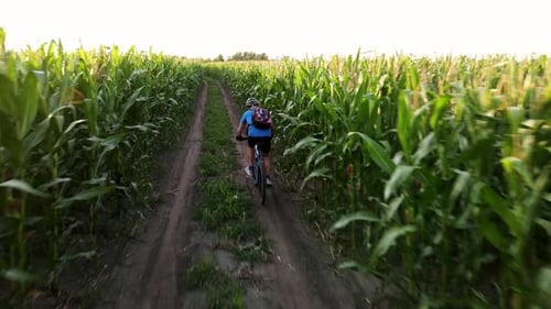 Cyclist Riding a Bike in Agrain Corn Field Road at Sunny Summer Evening Shot From a Drone