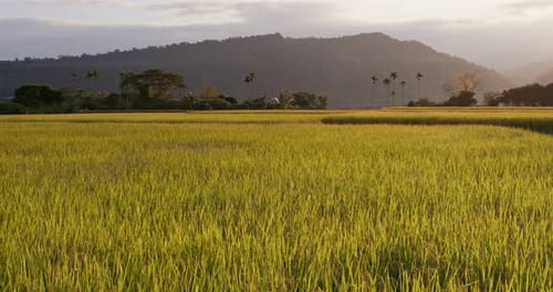 Paddy rice field