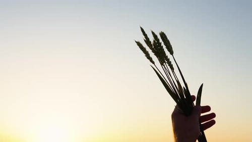 Hands Farmer Hold Ears of Wheat Study the Grain on the Field