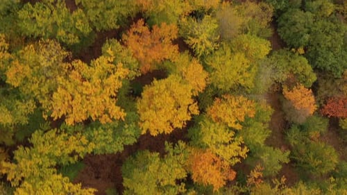 Voo sobre uma floresta decídua pintada desde o outono