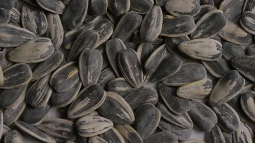 Closeup Piles of Sunflower Seeds in Shells