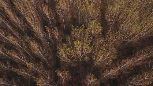 Flying Over Woodland