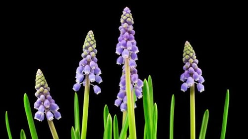 Muscari Flowers Blooming in a Time Lapse